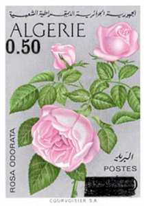 La rose (Timbre poste Algérie)