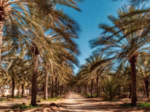 Tolga, Ouled Djellal et Hiziya