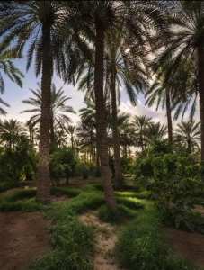 Tolga, Ouled Djellal et Hiziya