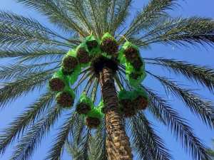 Tolga, Ouled Djellal et Hiziya