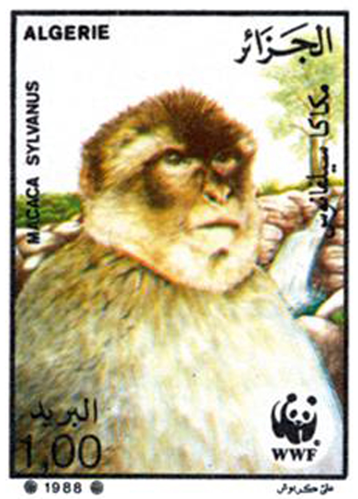 Protection du singe magot (Timbre poste Algérie)