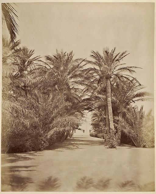 Biskra. Propriété London (Image de propagande coloniale)