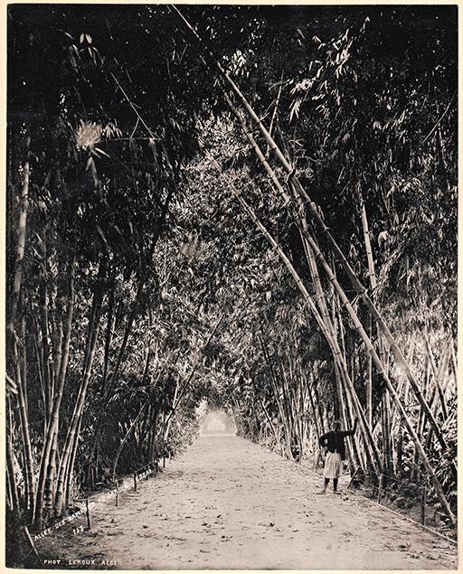 Alger. Jardin d'essai. Allée des bambous (Image de propagande coloniale)