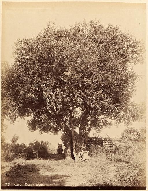 Kabylie. Etude d'olivier (Image de propagande coloniale)