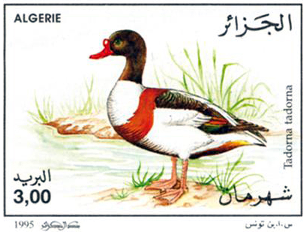 Gibier aquatique (Timbre poste Algérie)