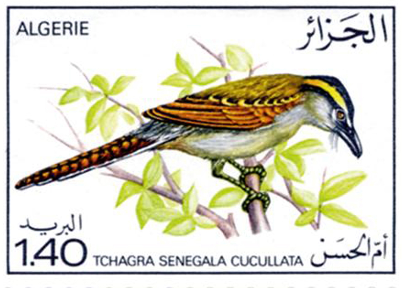 الطيور طابع بريدي الجزائر