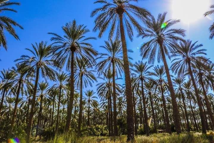 Tolga, Ouled Djellal et Hiziya