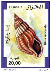 Coquillages (Timbre poste Algérie)