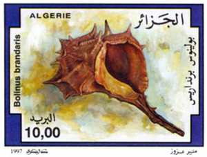 Coquillages (Timbre poste Algérie)