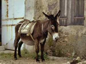 Hommage à l'âne
