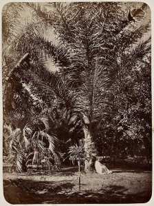 Oasis des Zibans (Image de propagande coloniale)