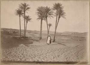 Palmiers près d'In Salah (Image de propagande coloniale)