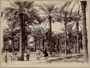 Jardins d'In Salah (Image de propagande coloniale)