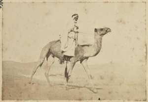 [Un cavalier arabe sur un dromadaire] (Image de propagande coloniale)
