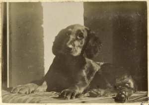 [Chien] (Image de propagande coloniale)