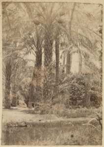 [Oasis] (Image de propagande coloniale)