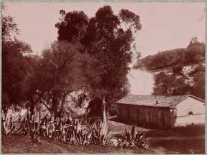 Hammam-Meskoutine. La source à travers les arbres (Image de propagande coloniale)