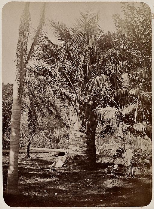 Oasis des Zibans (Image de propagande coloniale)