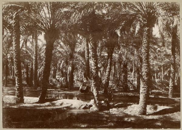 Dans l'oasis d'In Salah (Image de propagande coloniale)