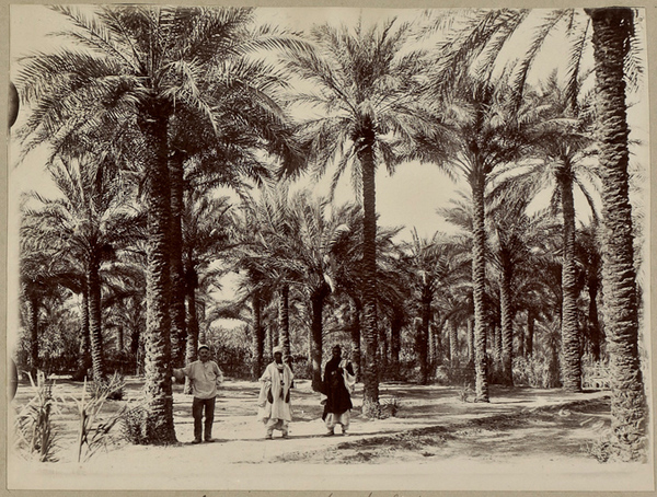 Jardins d'In Salah (Image de propagande coloniale)