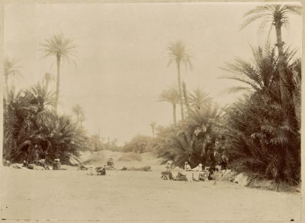 Palmiers. Bour de Sidi Yousef (Image de propagande coloniale)