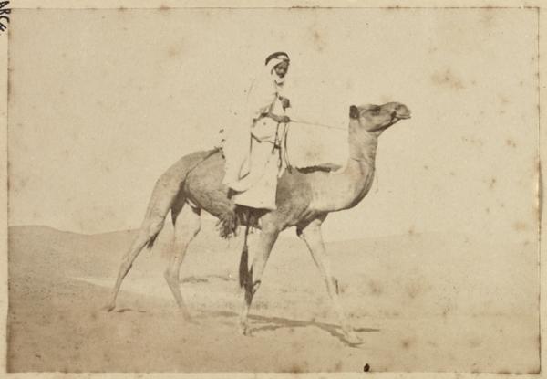 [Un cavalier arabe sur un dromadaire] (Image de propagande coloniale)