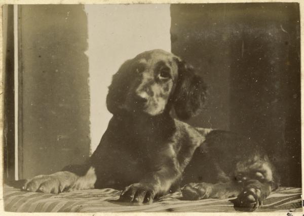 [Chien] (Image de propagande coloniale)