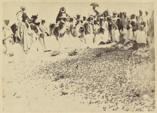 Destruction des criquets (1891) (Image de propagande coloniale)
