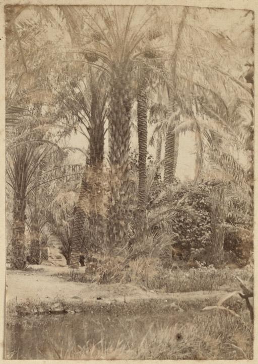 [Oasis] (Image de propagande coloniale)