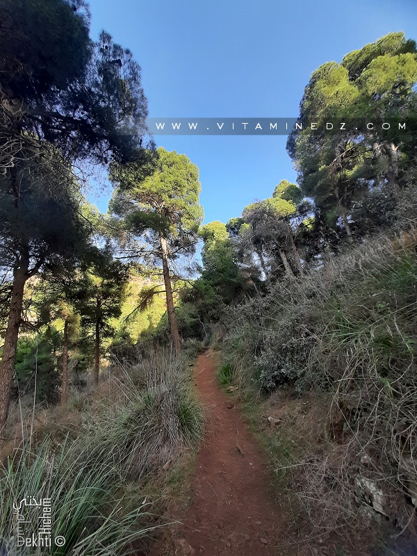 Sentiers de randonneurs à la forêt du petit perdreau Tlemcen