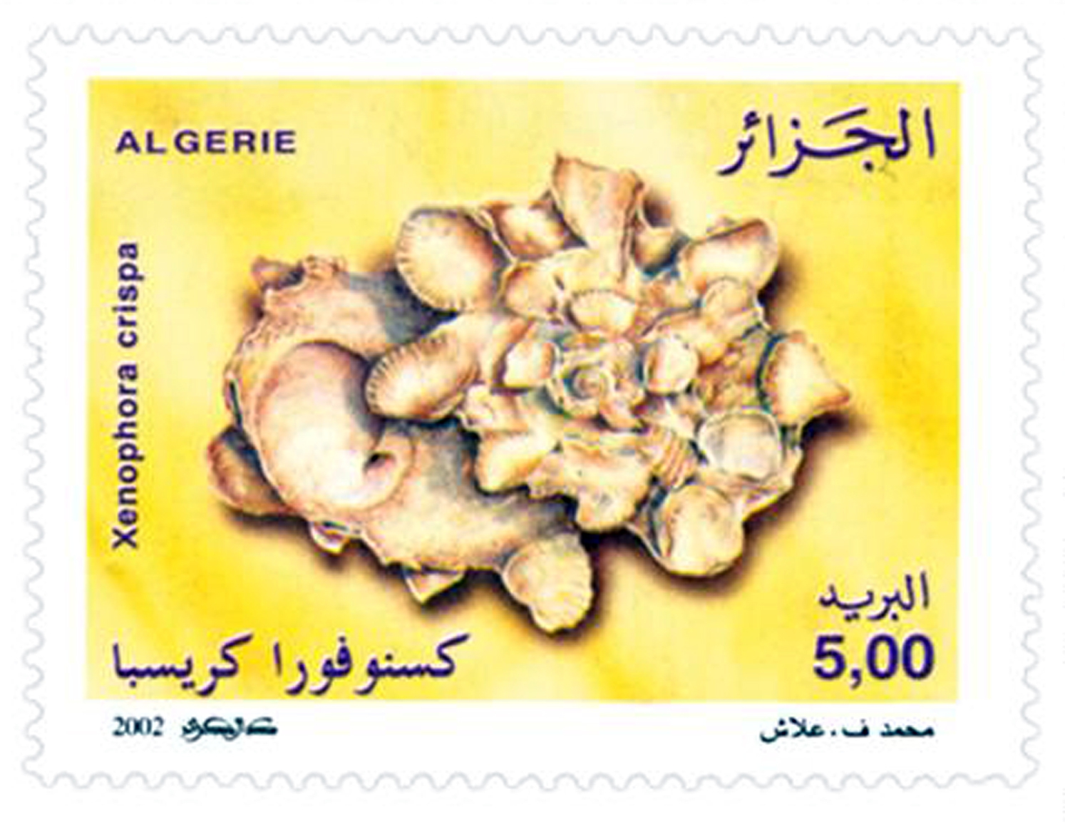 Coquillages (Timbre poste Algérie)
