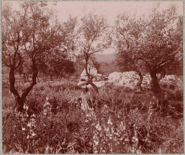 Hammam-Meskoutine. Dépôts calcaires (Image de propagande coloniale)
