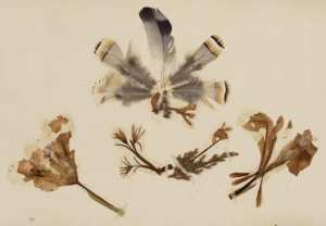 [Composition de plumes et de fleurs séchées] (Image de propagande coloniale)