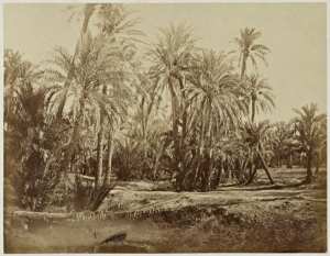 Palmiers, oasis de Biskra, Sahara (Image de propagande coloniale)