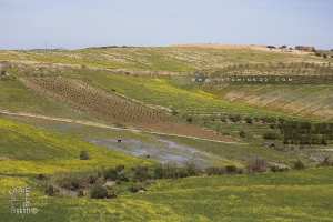 Paturages du coté de Fellaoucene (Mahrez)