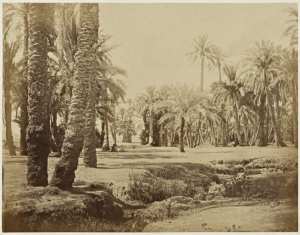 Palmiers, oasis de Biskra, Sahara (Image de propagande coloniale)