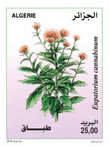 نباتات طبية طابع بريدي الجزائر