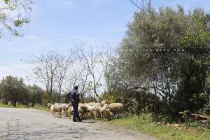 Un berger de Hashas, village de Ain Kebira