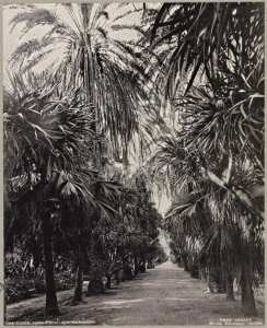 Alger. Jardin d'essai. Allée des Palmiers (Image de propagande coloniale)