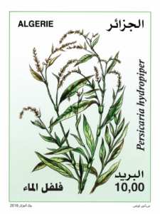 Plante Médicinale (Timbre poste Algérie)