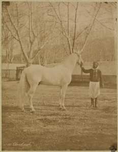 Cheval arabe (Image de propagande coloniale)