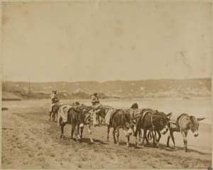 Bourricots portant le sable (Image de propagande coloniale)