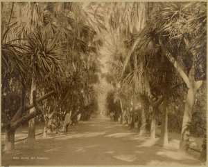 Allée des palmiers (Image de propagande coloniale)