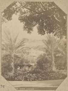 Alger. Jardin Marengo (Image de propagande coloniale)