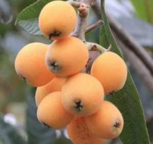 فوائد الاسكدنيا ( البشملة ) : كنز لا يعرفه أحد موسمها الان موجوده بالأسواق