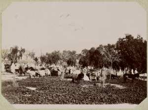 Algérie [El Aricha. Marché] (Image de propagande coloniale)