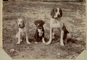Algérie [Chiens de chasse appartenant aux militaires de l'hôpital militaire d'El Aricha] (Image de propagande coloniale)