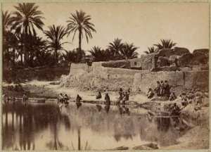 Une palmeraie (Image de propagande coloniale)