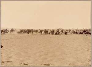 Arrivée du convoi au camp. [Mission Flamand'] (Image de propagande coloniale)