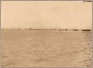 [Troupeau] (Image de propagande coloniale)